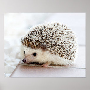 Niedlicher Baby-Igel individuell anpassbar Poster