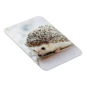 Niedlicher Baby-Igel Magnet (Rechte Seite)