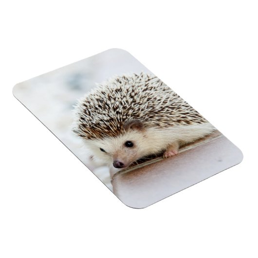 Niedlicher Baby-Igel Magnet (Rechte Seite)