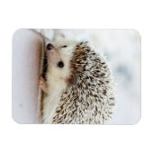 Niedlicher Baby-Igel Magnet (Horizontal)
