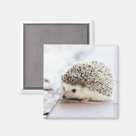 Niedlicher Baby-Igel Magnet (Vorderseite/Rückseite)