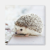Niedlicher Baby-Igel Magnet (Vorne)