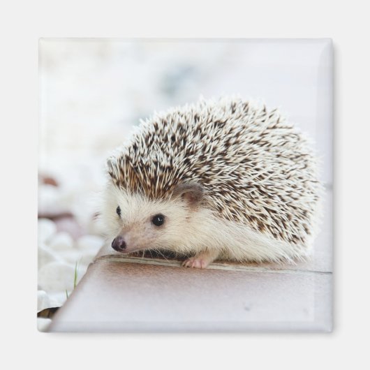 Niedlicher Baby-Igel Magnet (Vorne)