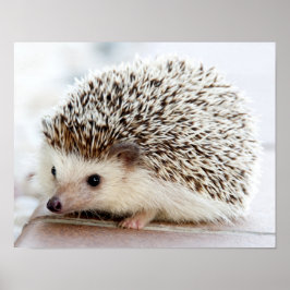 Niedlicher Baby-Igel Poster