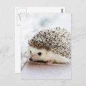 Niedlicher Baby-Igel Postkarte (Vorne/Hinten)