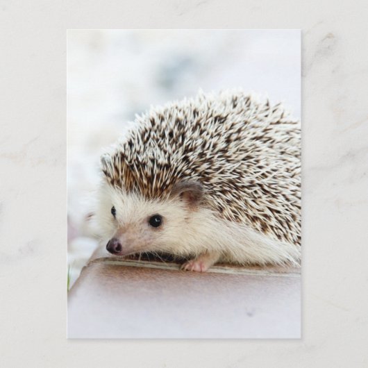 Niedlicher Baby-Igel Postkarte (Vorderseite)