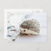 Niedlicher Baby-Igel Postkarte (Vorne/Hinten)