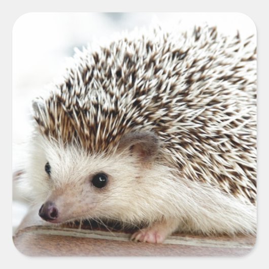 Niedlicher Baby-Igel Quadratischer Aufkleber (Vorderseite)