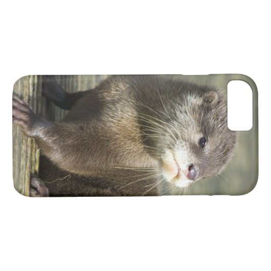Niedlicher Baby-Otter Case-Mate iPhone Hülle (Rückseite (Horizontal))