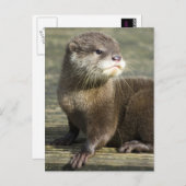 Niedlicher Baby-Otter Postkarte (Vorne/Hinten)
