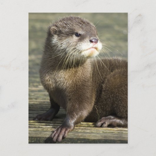 Niedlicher Baby-Otter Postkarte (Vorderseite)
