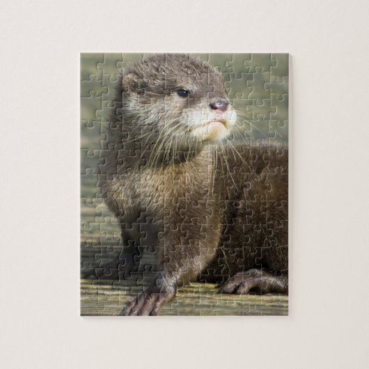 Niedlicher Baby-Otter Puzzle (Vertikal)