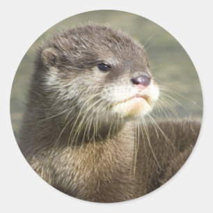 Niedlicher Baby-Otter Runder Aufkleber