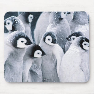 niedlicher Baby Penguin Penguinsentwurf Mousepad