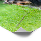 Niedlicher Baby-Yorkie-Welpe mit trauriger Augen-E Poster (Ecke)