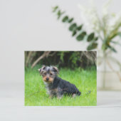 Niedlicher Baby-Yorkie-Welpe mit trauriger Augen-E Postkarte (Stehend Vorderseite)
