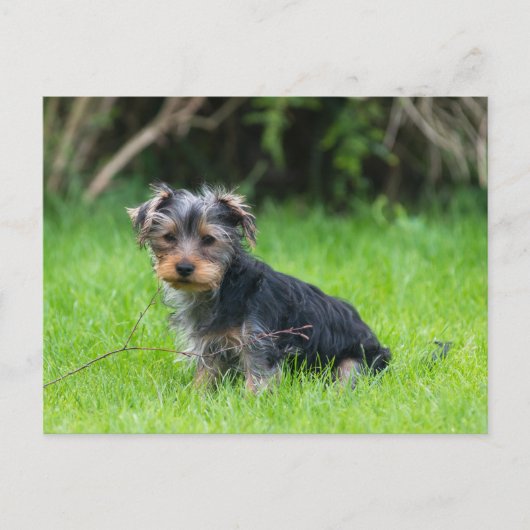 Niedlicher Baby-Yorkie-Welpe mit trauriger Augen-E Postkarte (Vorderseite)