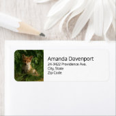 Niedlicher Babyfox in einer grünen Waldadresse (Insitu)