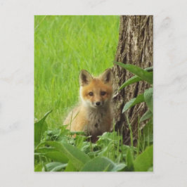 Niedlicher Babyfuchs im Frühjahr Postkarte
