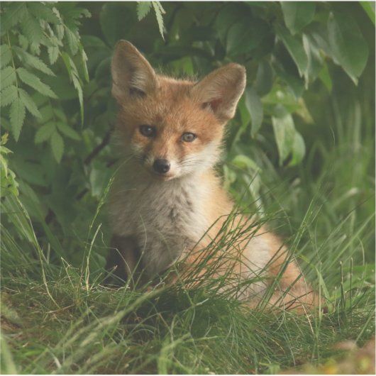 Niedlicher Babyfuchs in einem grünen Wald Aufkleber (Vorderseite)