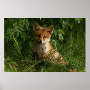 Niedlicher Babyfuchs in einem grünen Wald Poster