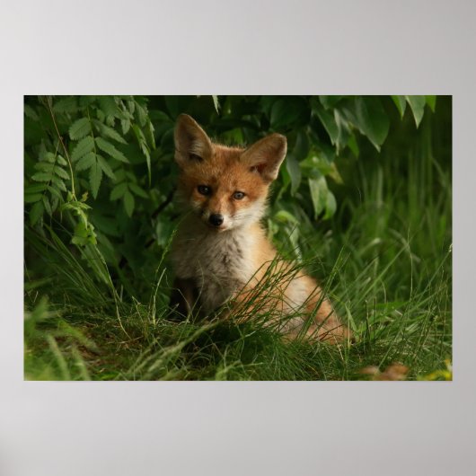 Niedlicher Babyfuchs in einem grünen Wald Poster (Vorne)