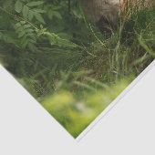 Niedlicher Babyfuchs in einem grünen Wald Seidenpapier (Ausschnitt)