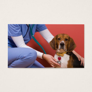 Niedlicher Beagle Hund Erlangung einer tierärztlic