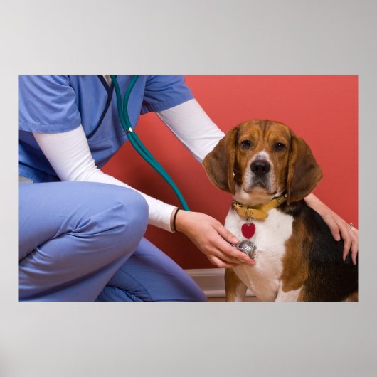 Niedlicher Beagle Hund Erlangung einer tierärztlic Poster (Vorne)