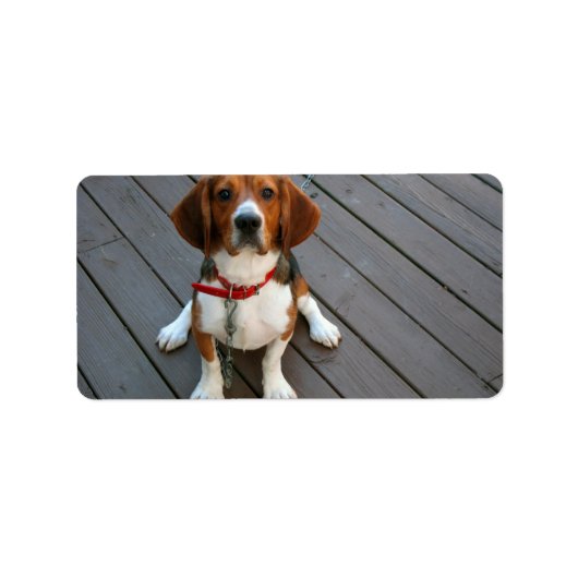 Niedlicher Beagle Hund je Adressaufkleber (Vorne)