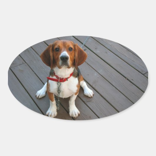 Niedlicher Beagle Hund je Ovaler Aufkleber (Vorderseite)