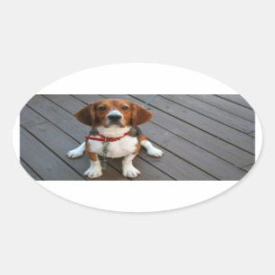 Niedlicher Beagle Hund je Ovaler Aufkleber