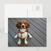 Niedlicher Beagle Hund je Postkarte (Vorne/Hinten)