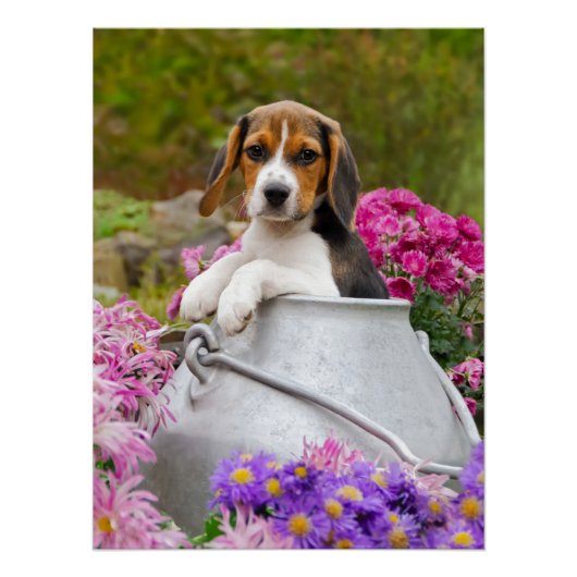 Niedlicher Beagle Hund Welpe in einer Milchkieferf Poster (Vorderseite)