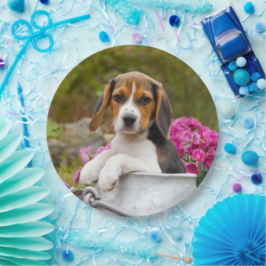 Niedlicher Beagle-Hundewelpe im Pappteller (Party)