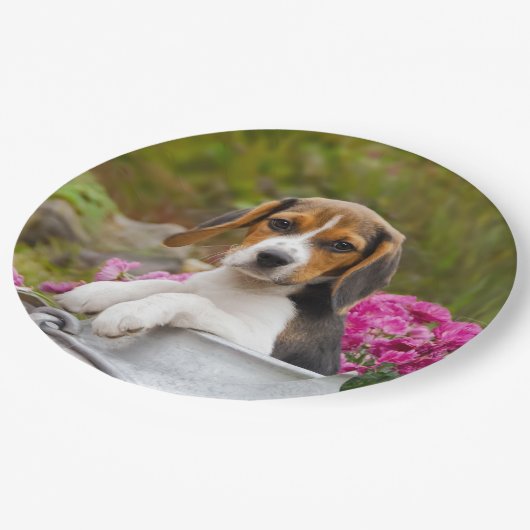 Niedlicher Beagle-Hundewelpe im Pappteller (Schrägansicht)