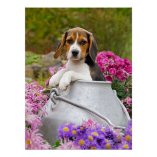 Niedlicher Beagle-Hundewelpe in einer Poster