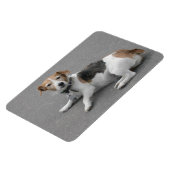 Niedlicher Beagle Mongrel Magnet (Linke Seite)