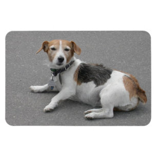 Niedlicher Beagle Mongrel Magnet