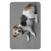 Niedlicher Beagle Mongrel Magnet (Vertikal)