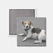 Niedlicher Beagle Mongrel Magnet (Vorderseite/Rückseite)