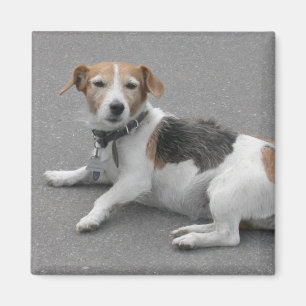 Niedlicher Beagle Mongrel Magnet