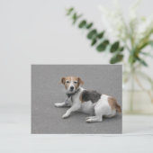 Niedlicher Beagle Mongrel Postkarte (Stehend Vorderseite)