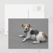 Niedlicher Beagle Mongrel Postkarte (Vorne/Hinten)