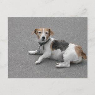 Niedlicher Beagle Mongrel Postkarte
