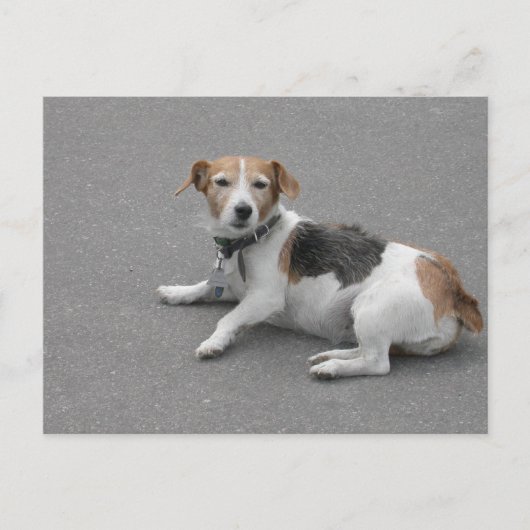 Niedlicher Beagle Mongrel Postkarte (Vorderseite)
