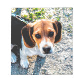 Niedlicher Beagle Notizblock (Vorderseite)