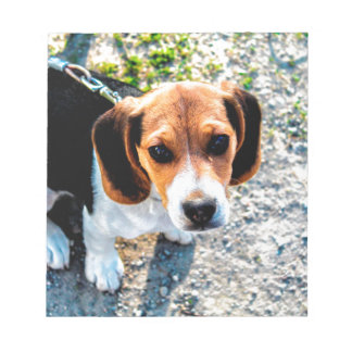 Niedlicher Beagle Notizblock