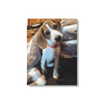 Niedlicher Beagle Welpe mit Vollblut Leinwand druc