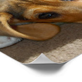Niedlicher Beagle Welpenposter Poster (Ecke)